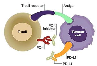 小普課堂-腫瘤突變負(fù)荷(Tumor Mutation Burden，TMB)