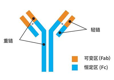 抗體的分子結(jié)構(gòu)是什么樣子的?它的分類(lèi)有哪些?