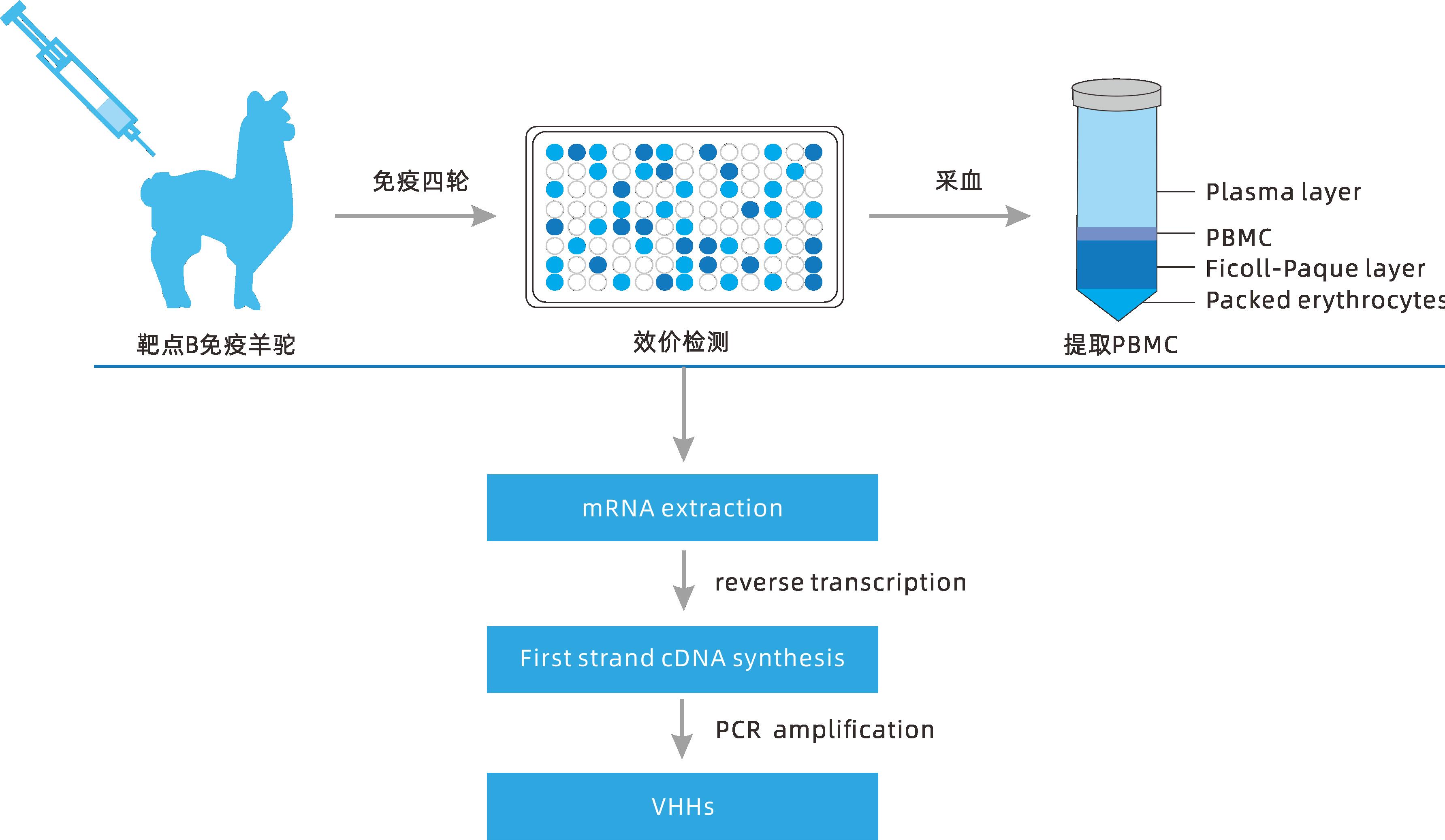 小分子大作用 ▏研發(fā)新動(dòng)力，聚焦納米抗體