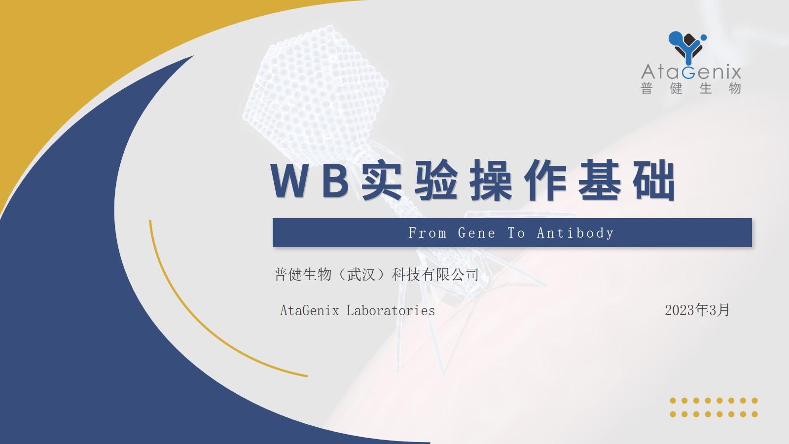 【基礎(chǔ)實驗一篇搞定】蛋白質(zhì)免疫印跡（Western Blot) WB實驗方法