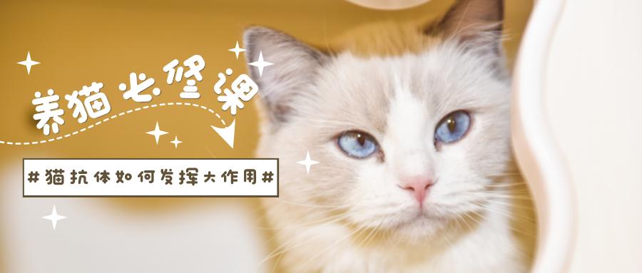 鏟屎官們看過來！貓抗體如何發(fā)揮大作用