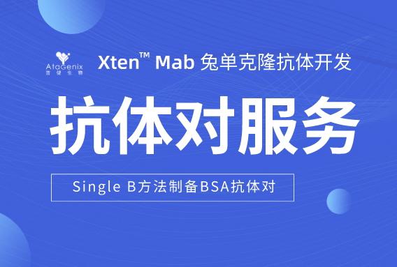 利用Single B方法快速制備高效BSA抗體對(duì)的策略