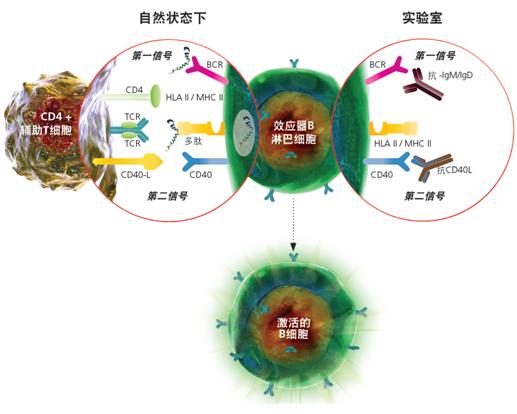 SHP2分子鑒定、重組表達及免疫學(xué)研究