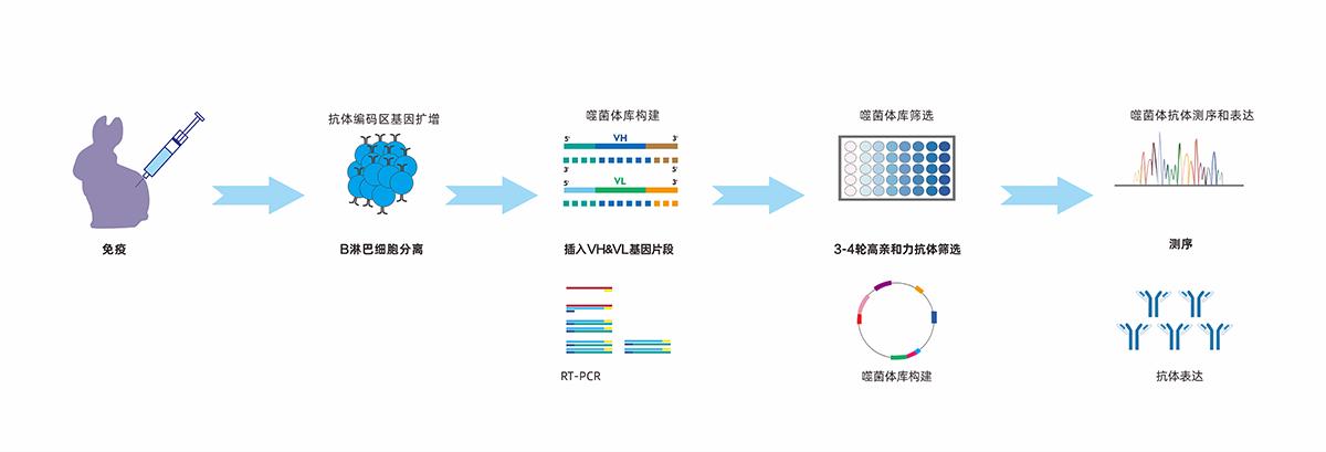 噬菌體兔單克隆抗體開發(fā)流程